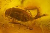 Detailed Fossil Beetle in Baltic Amber #173700-1